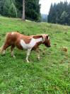 Poney shetland &agrave; vendre 