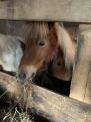 Poney shetland &agrave; vendre 