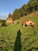 Poney shetland &agrave; vendre 