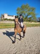 Poney Connemara 6 ans hors taille 