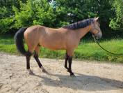 Gelding Connemara For sale 2020 Buckskin