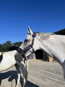 Jument de CSO &agrave; vendre / location option d&rsquo;achat 