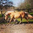 Entier palomino oncs 2013