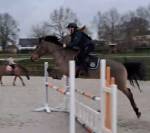 Cheval cherche famille 5*