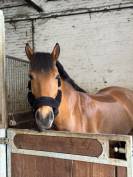 Cheval cherche famille 5*