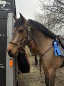 Cheval cherche famille 5*