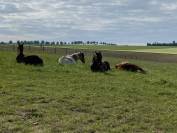 HARAS DES COSMIQUES