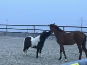 HARAS DES COSMIQUES