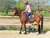 Jument SF par Balou Star