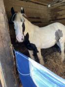 Magnifique jument Irish Cob 2 yeux bleus gestante