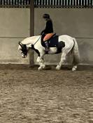 Magnifique jument Irish Cob 2 yeux bleus gestante