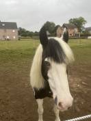 Magnifique jument Irish Cob 2 yeux bleus gestante
