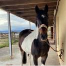 Hongre assurance vie