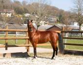 Magnifique hongre Franches-Montagnes &ndash; 3 ans, tr&egrave;s ge