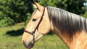 Gelding PRE Pure Spanish Bred For sale 2022 Buckskin