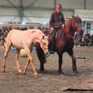 Veulen (ml) PRE Puur Ras Spaans Te koop 2025 Palomino ,  ADAGIO CALLER