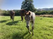 Haras Au C&oelig;ur des Possibles &ndash; Bourgogne (Luzy)