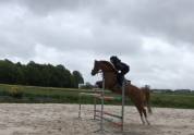 Gelding French Saddle Pony For sale 2011 Chesnut