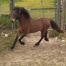 Poulain Dartmoor plein papier