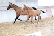 Apprenti CS jeunes chevaux