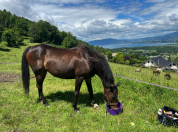 &Agrave; vendre - Jument 13 ans 1m63