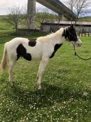 Potro Paint Horse 