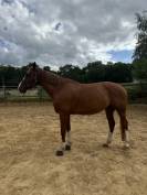 Vend jument sf de 11 ans 