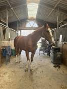 Vend jument sf de 11 ans 