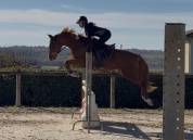 Poney D &agrave; louer 