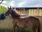 Poney D &agrave; louer 