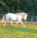 Jument lusitanienne 13ans