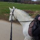 Jument lusitanienne 13ans