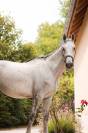 Caballo castrado Caballo de Deporte Irland&eacute;s En venta 2022 Tordo por Don vhp z