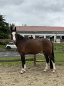 Lady, jument de 5 ans 