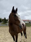 Lady, jument de 5 ans 