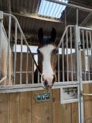 Lady, jument de 5 ans 