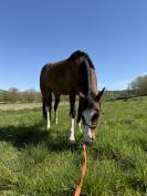 Lady, jument de 5 ans 