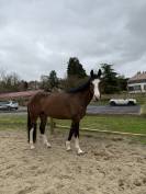 Lady, jument de 5 ans 