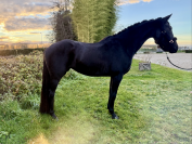 Jument de dressage &agrave; vendre