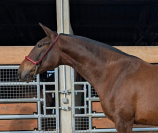 Guindilla Soto Gil, proche de l&rsquo;homme.