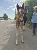 MAGNIFIQUE POULAIN D par frenchcornet d&rsquo;odival PFS par 