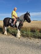 MAGNIFIQUE POULAIN D par frenchcornet d&rsquo;odival PFS par 