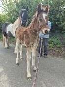 MAGNIFIQUE POULAIN D par frenchcornet d&rsquo;odival PFS par 