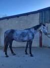 Cheval de 4 ans par Stakkatol &agrave; vendre