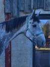 Cheval de 4 ans par Stakkatol &agrave; vendre
