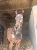 Recherche agent d&rsquo;&eacute;curie (H/F) &ndash; &Eacute;levage Pur-Sang (71)