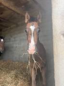 Recherche agent d&rsquo;&eacute;curie (H/F) &ndash; &Eacute;levage Pur-Sang (71)