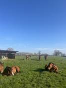 Recherche agent d&rsquo;&eacute;curie (H/F) &ndash; &Eacute;levage Pur-Sang (71)