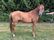 Hongre pur sang arabe de 6 ans 