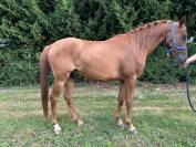 Hongre pur sang arabe de 6 ans 